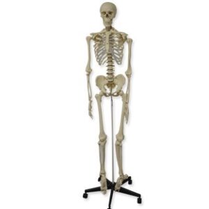 Esqueleto humano 180 cm