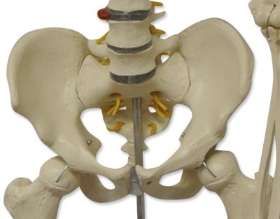 Esqueleto humano 180 cm