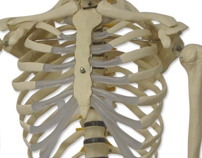 Esqueleto humano 180 cm